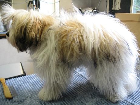 Coton de tulear Före