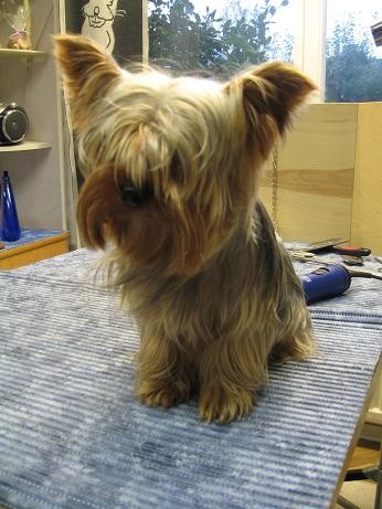 Yorkshire terrier Före