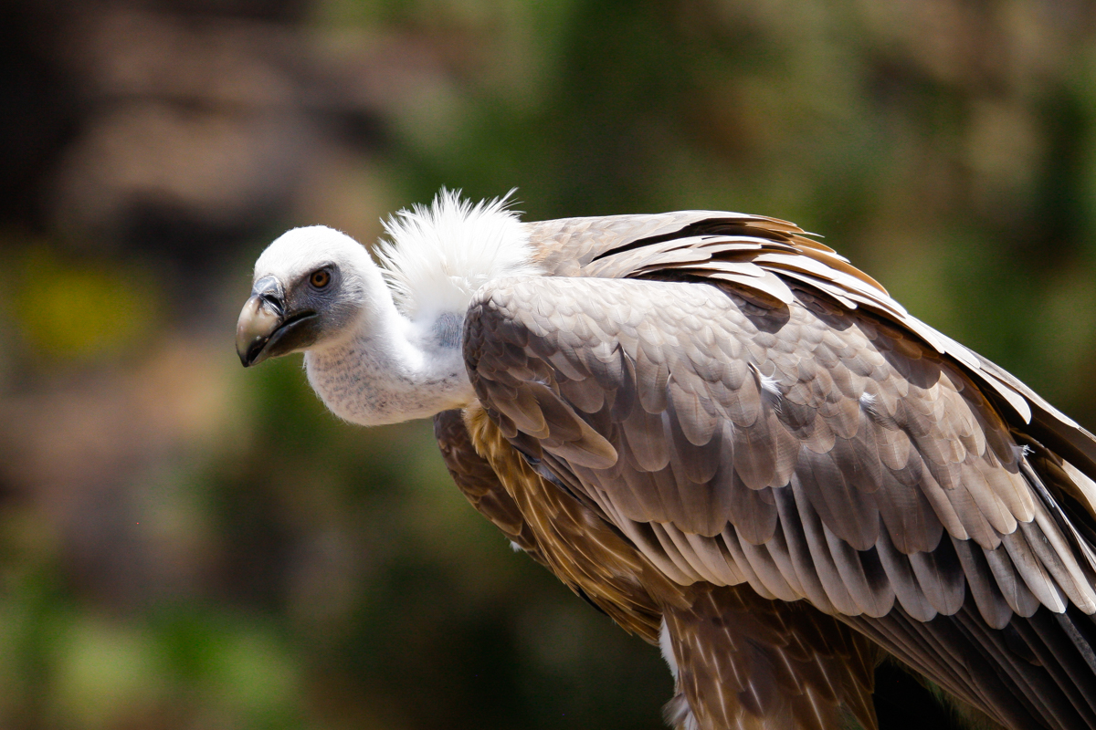 Fåglar i Gran Canaria