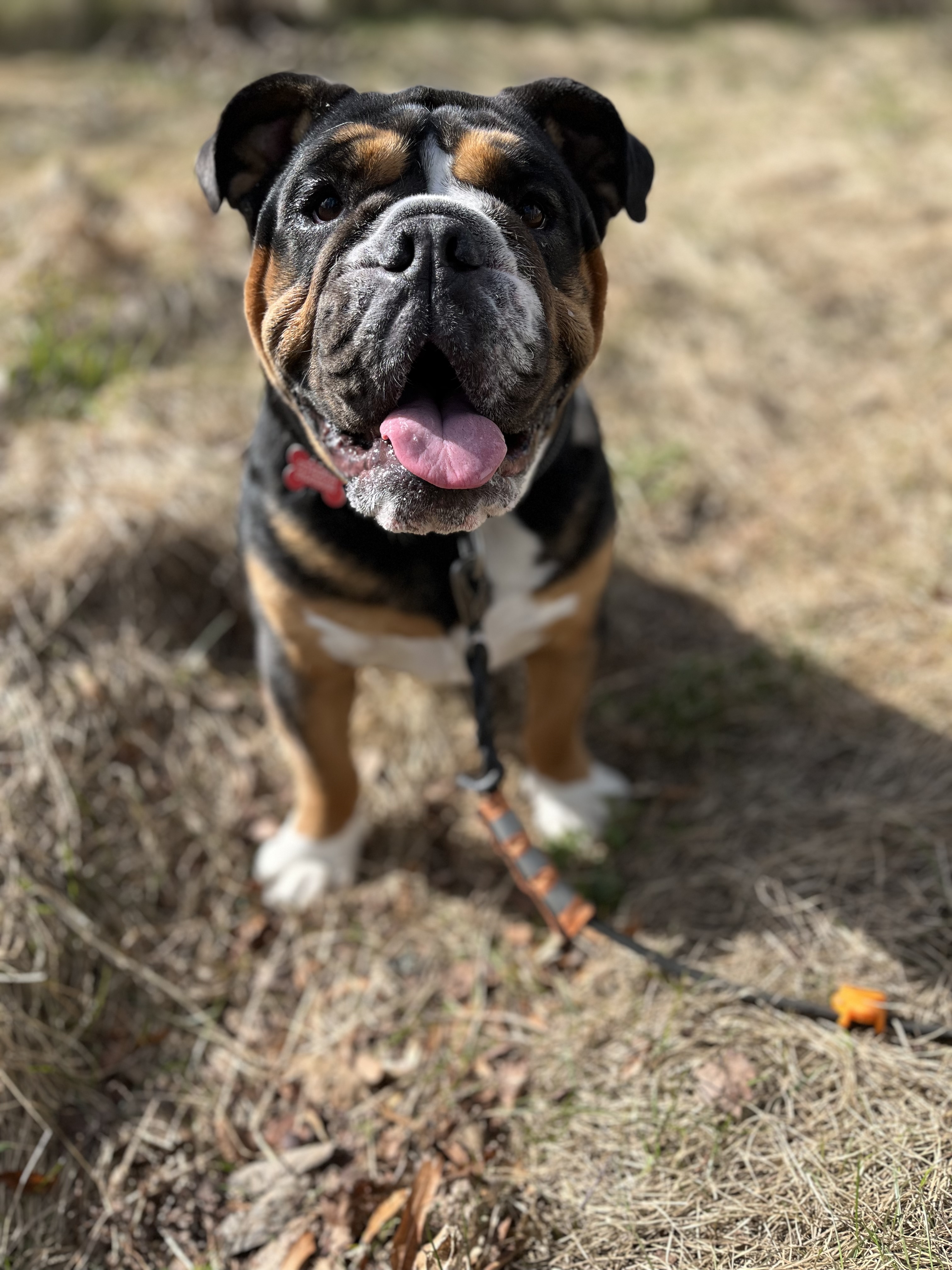 Bosse 2020, Engelsk bulldog