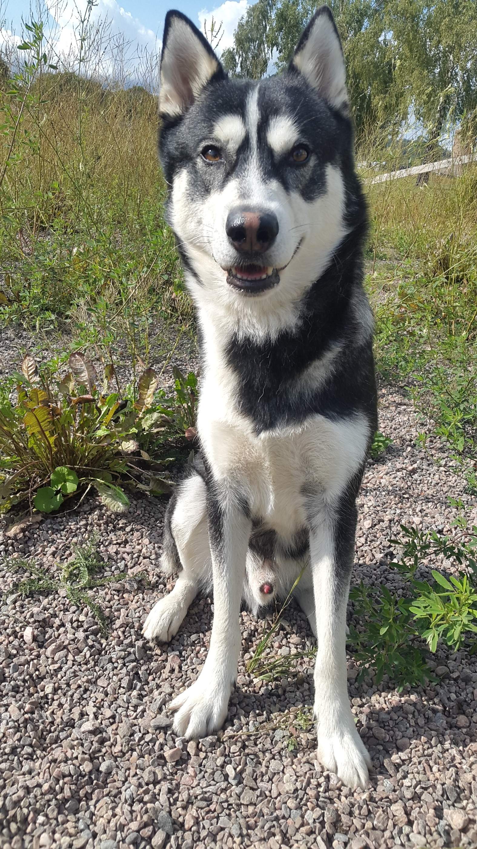 Ares 2014, Siberian Husky