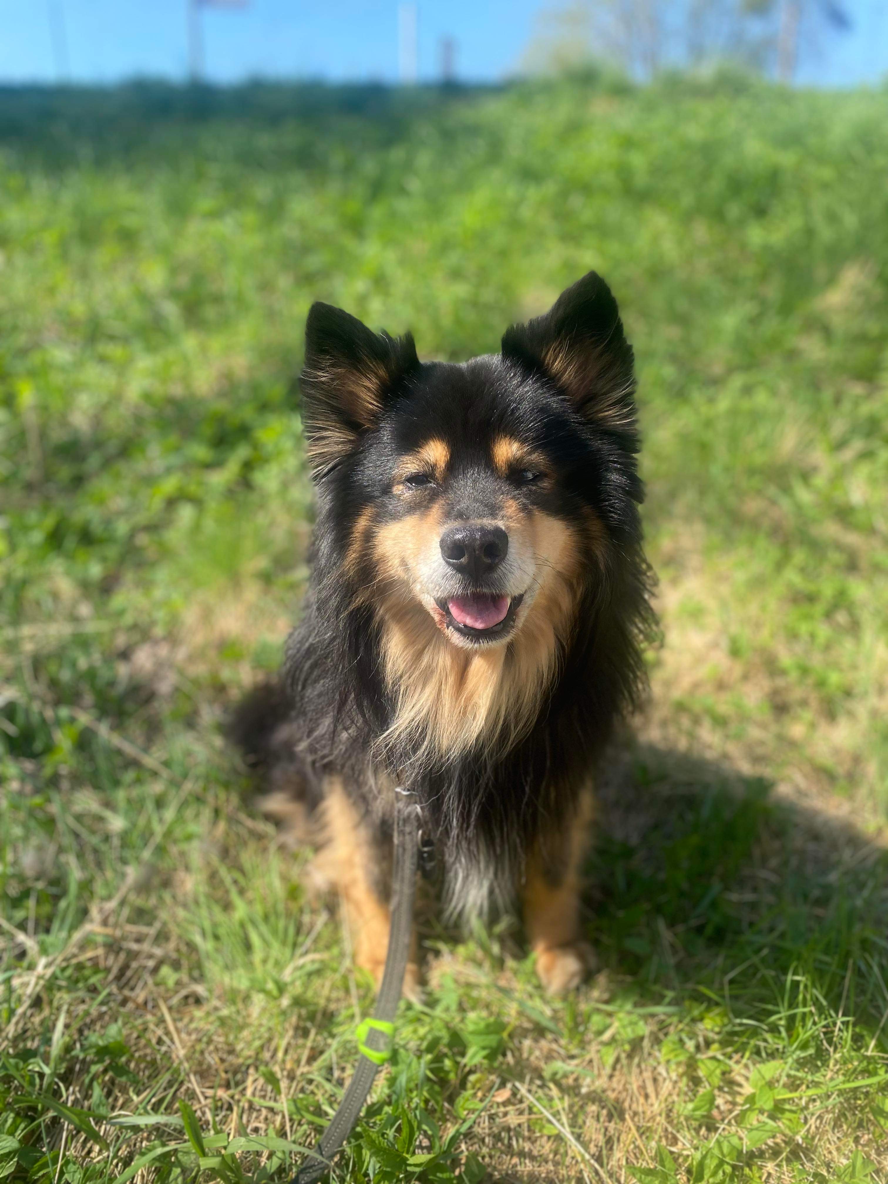 Filur 2012, Finsk lapphund