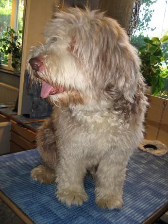 Bearded collie Före