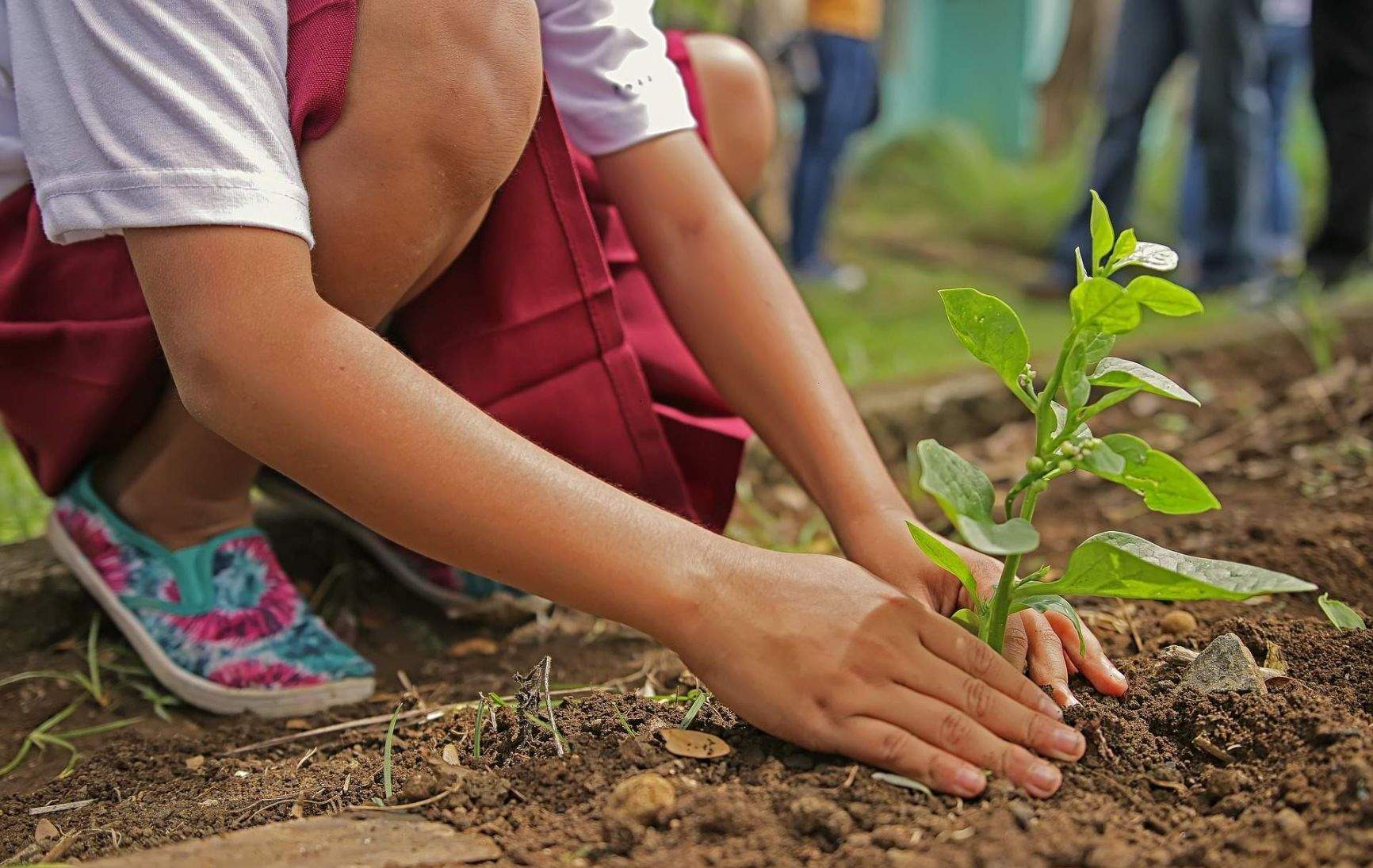 Barn planterar en grön växt i brun jord