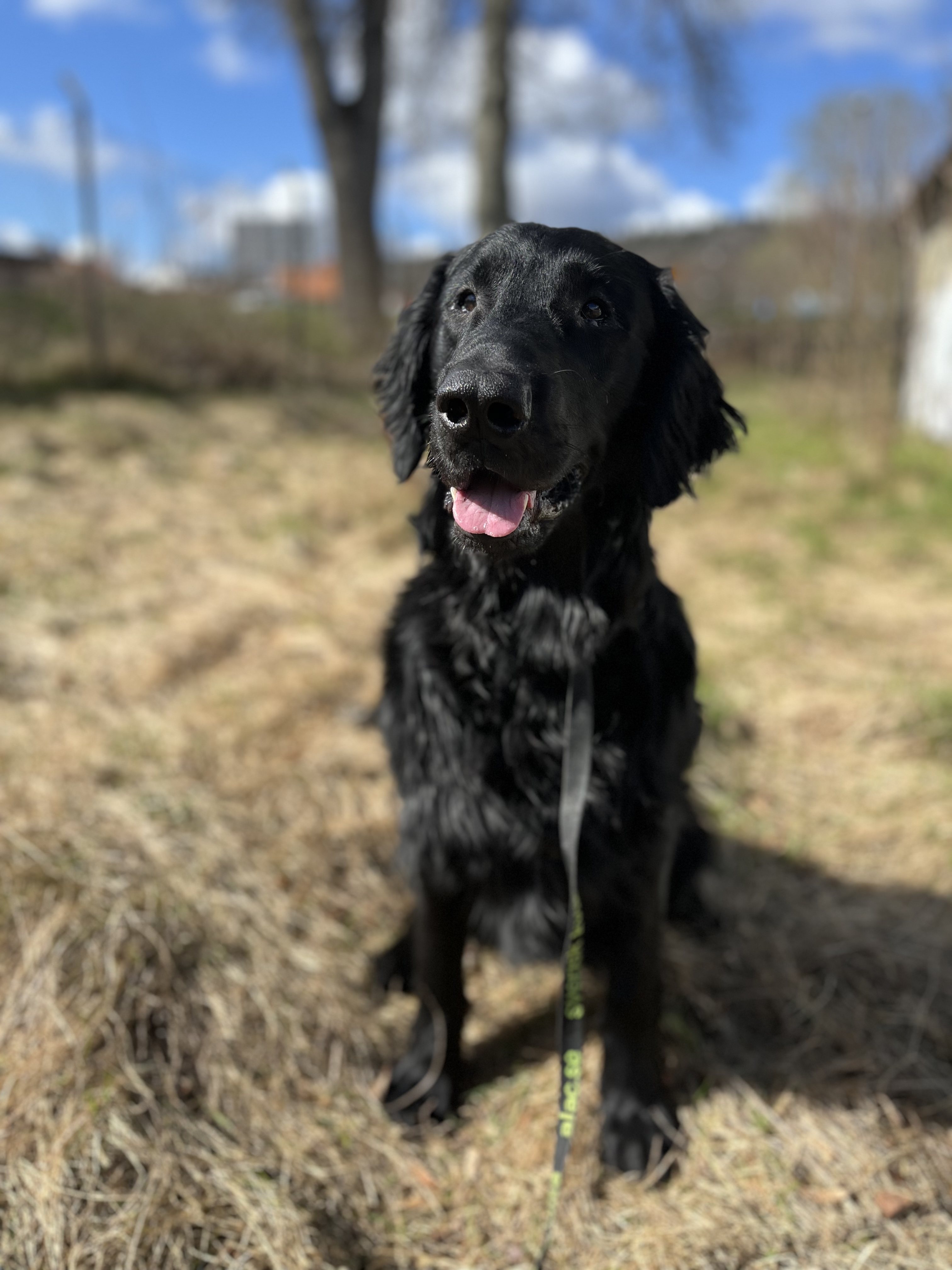 Milton 2021, Flatcoated Retriever