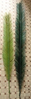 Coconut Palmblad set/16