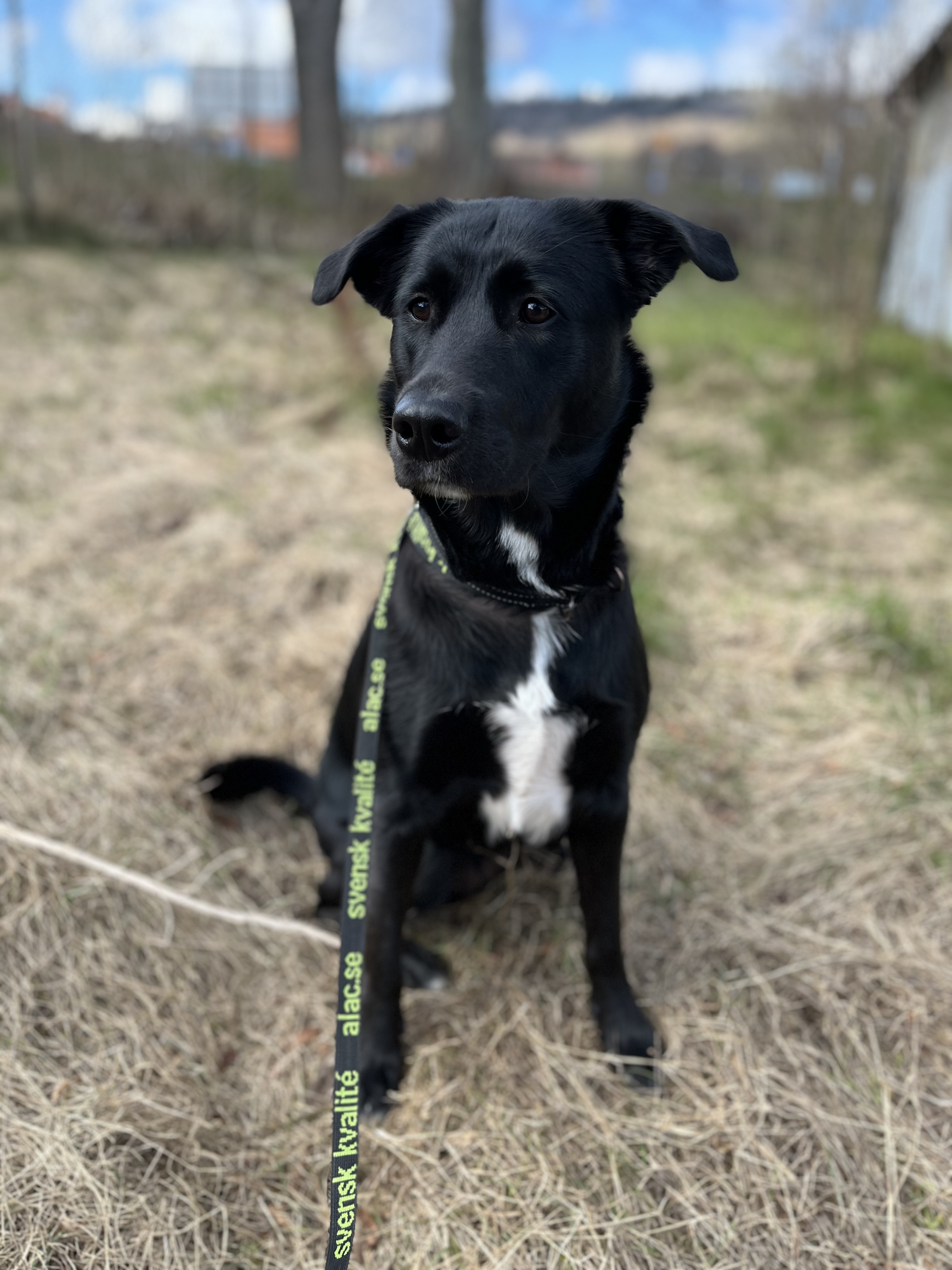 Maizy 2023, Golden Retriever/Husky/Border Collie/Schäfer