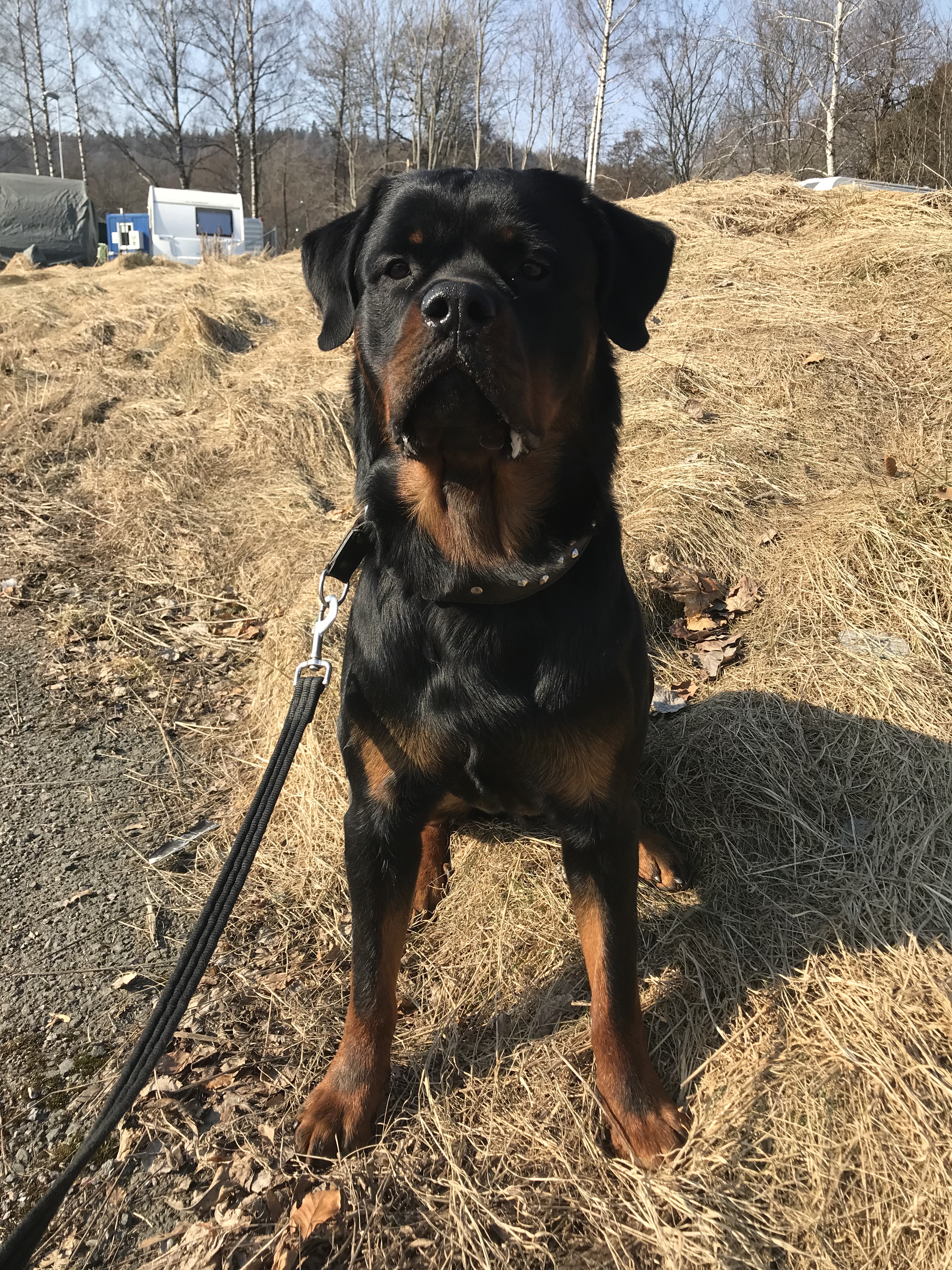 Buffalo 2020, Rottweiler