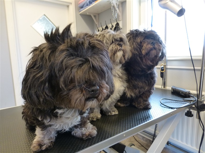 Lhasa apso & blandraser Före