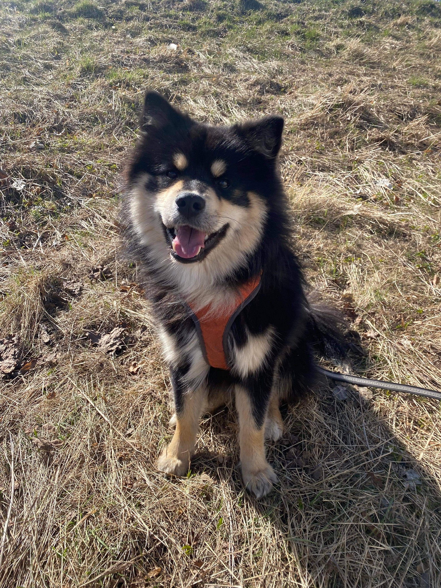 Nokis 2021, Finsk lapphund