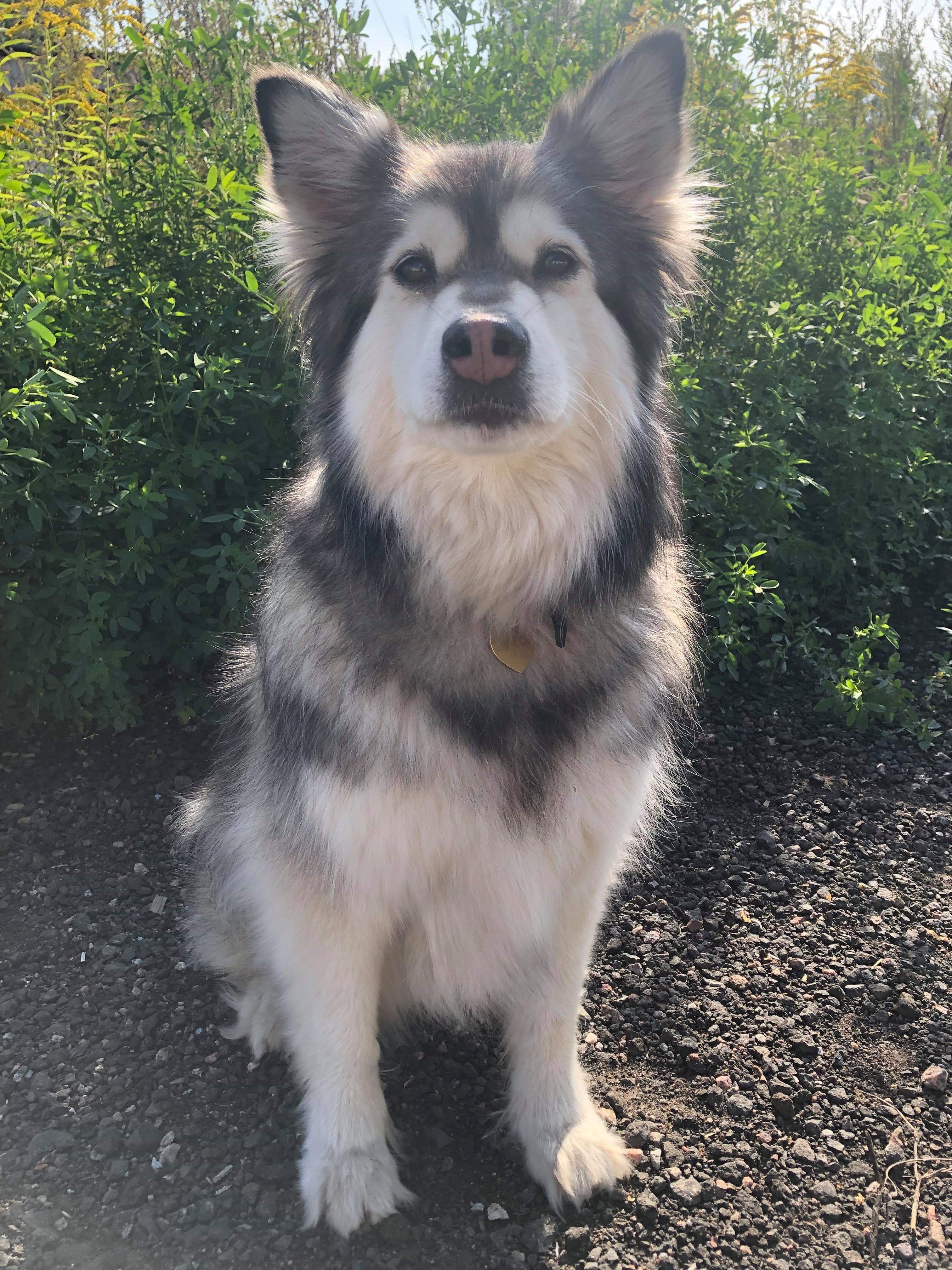 Qiara 2009, Finsk Lapphund