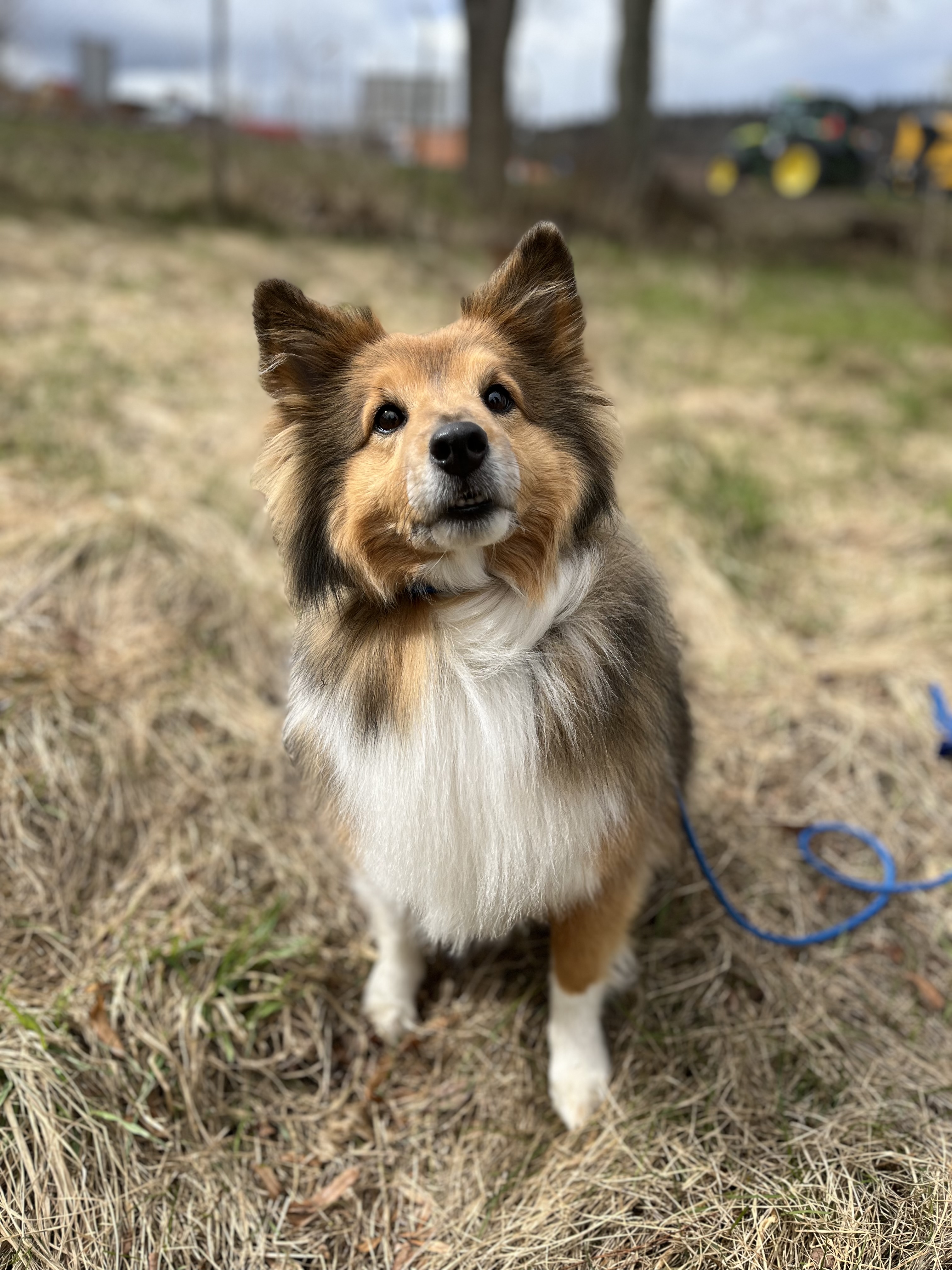 Algot 2016, Shetland Sheepdog