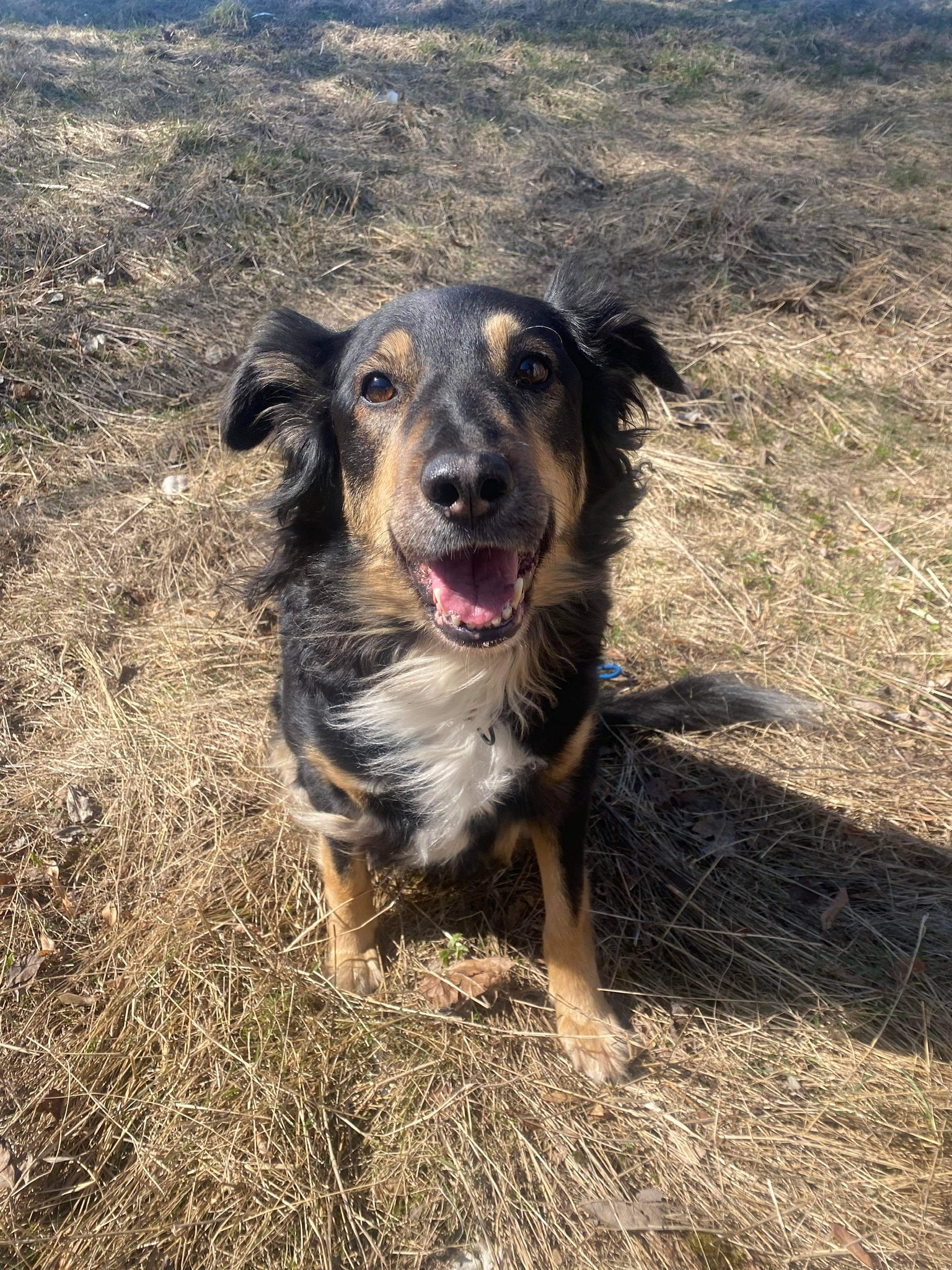 Smilla 2013, Border Collie/Rottweiler