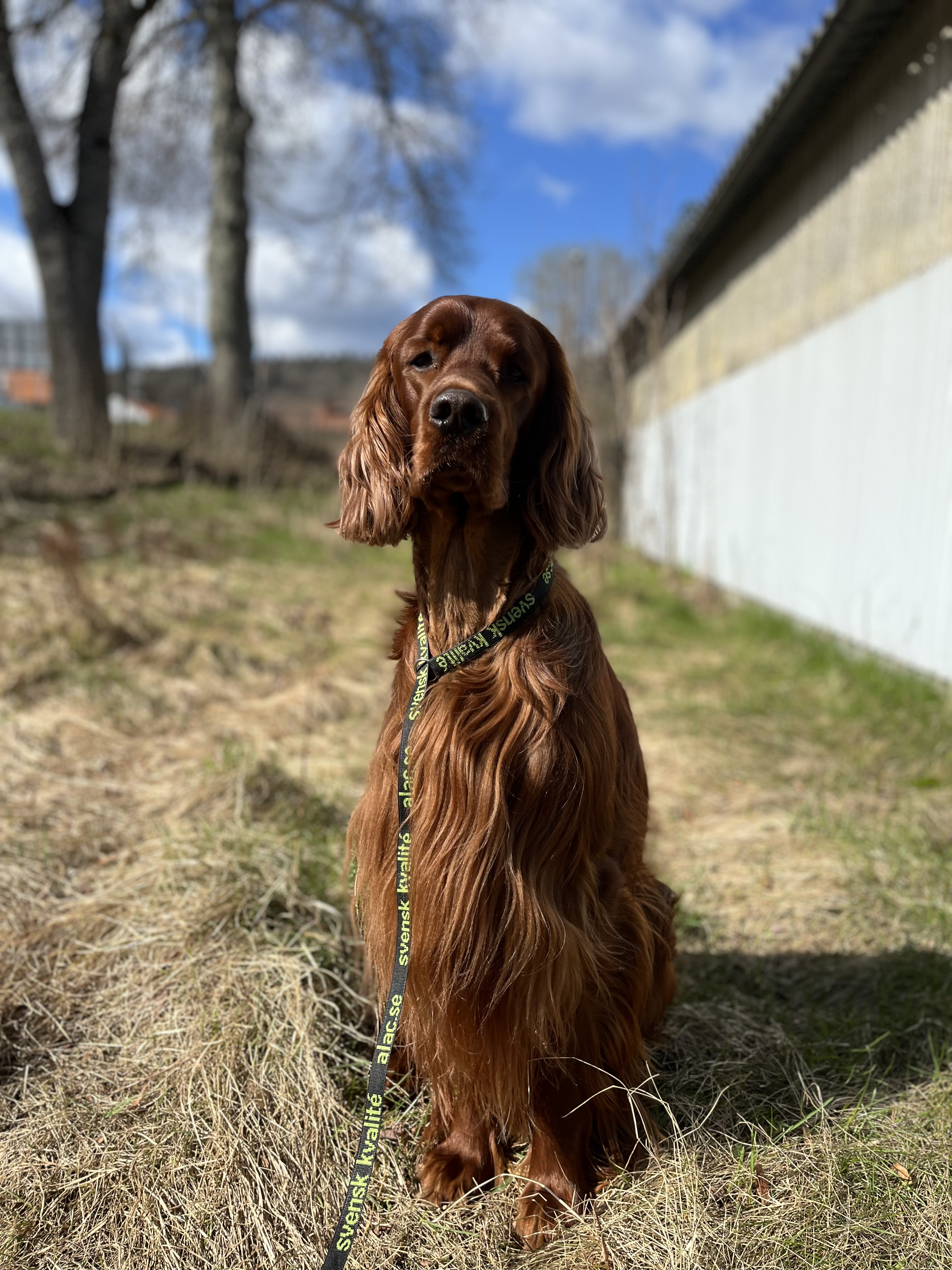 Harry 2020, Irländsk röd setter