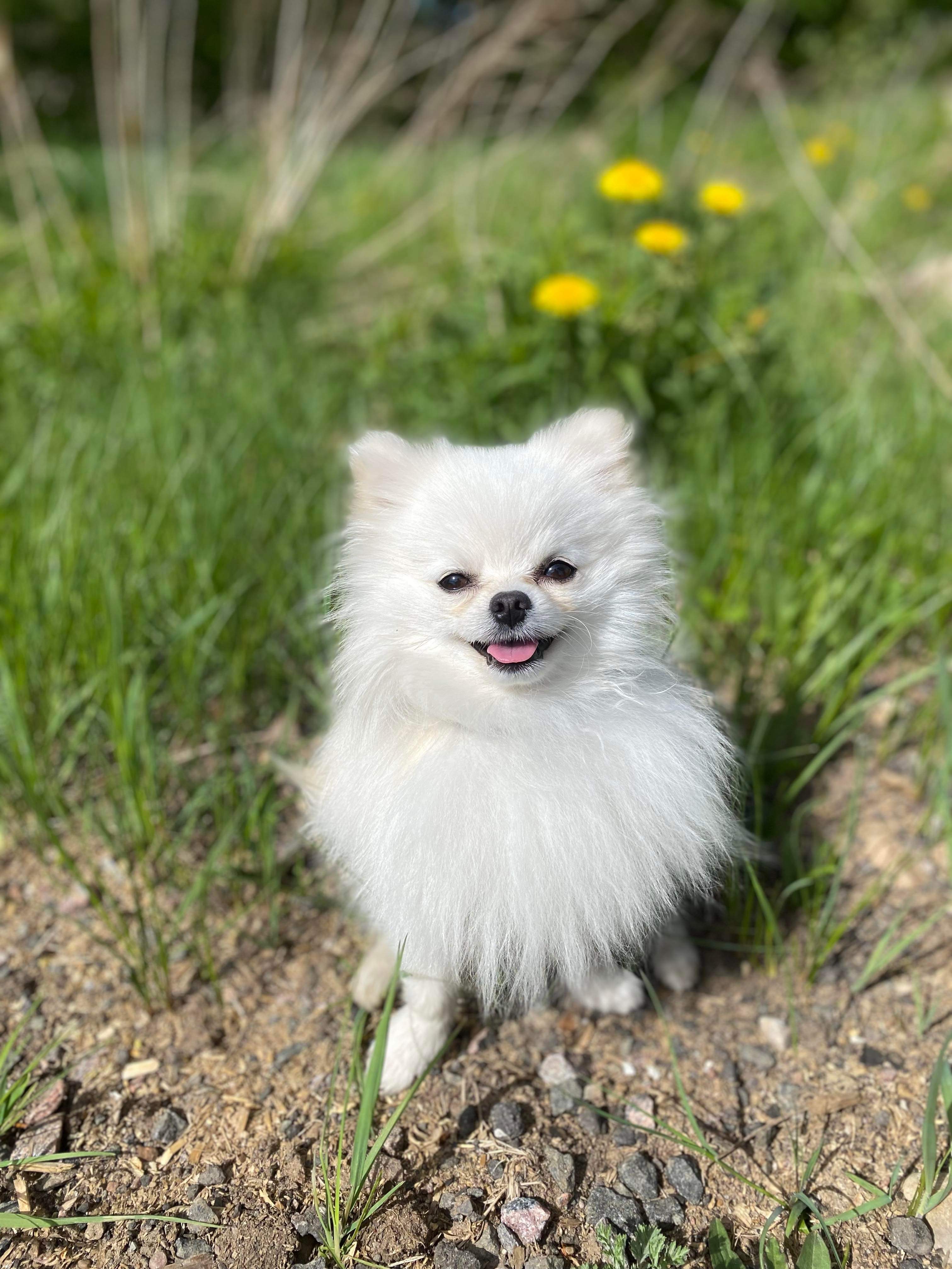 Malte 2020, Pomeranian