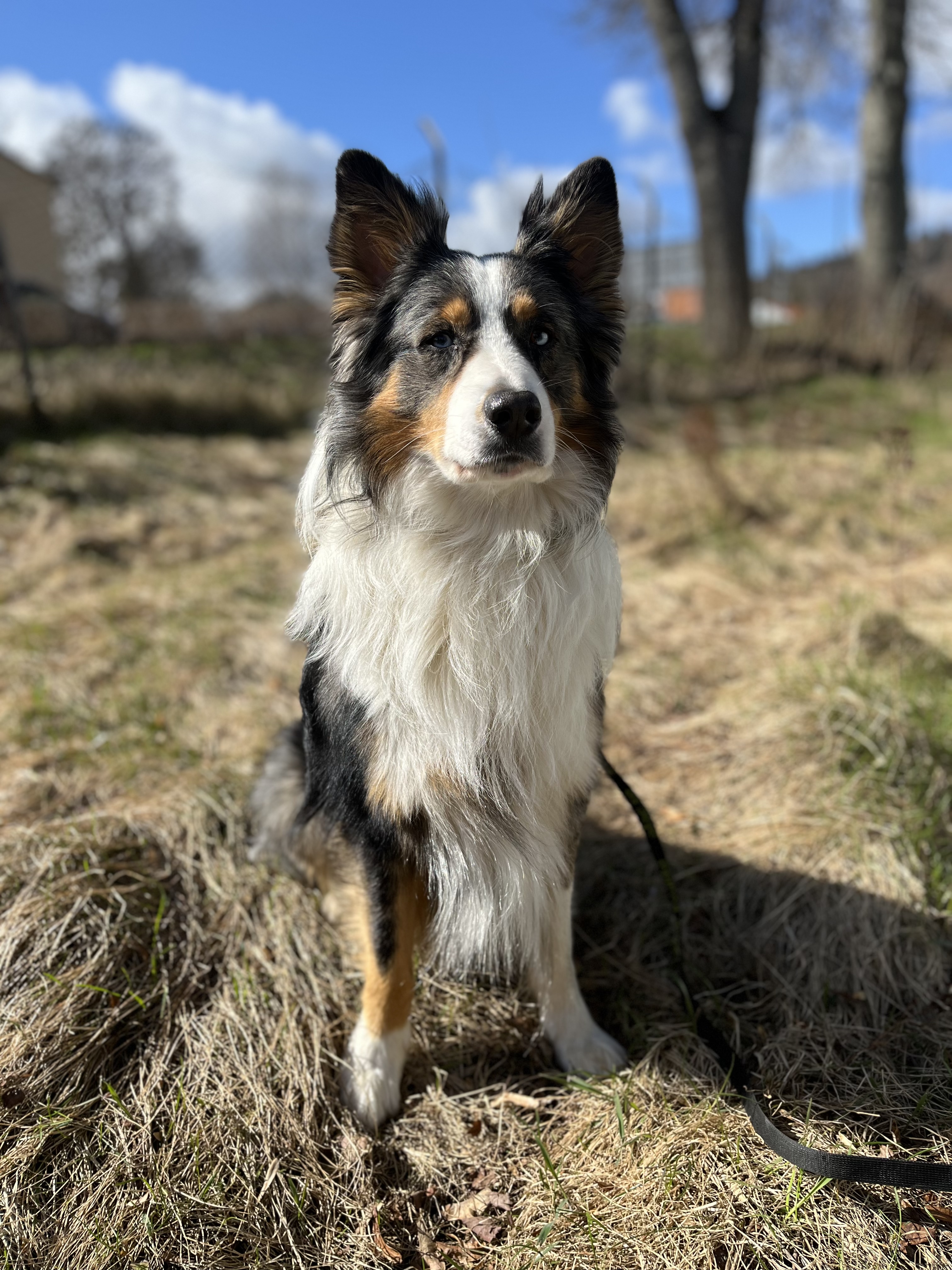 Baloo 2019, Australian Shepherd/Border Collie