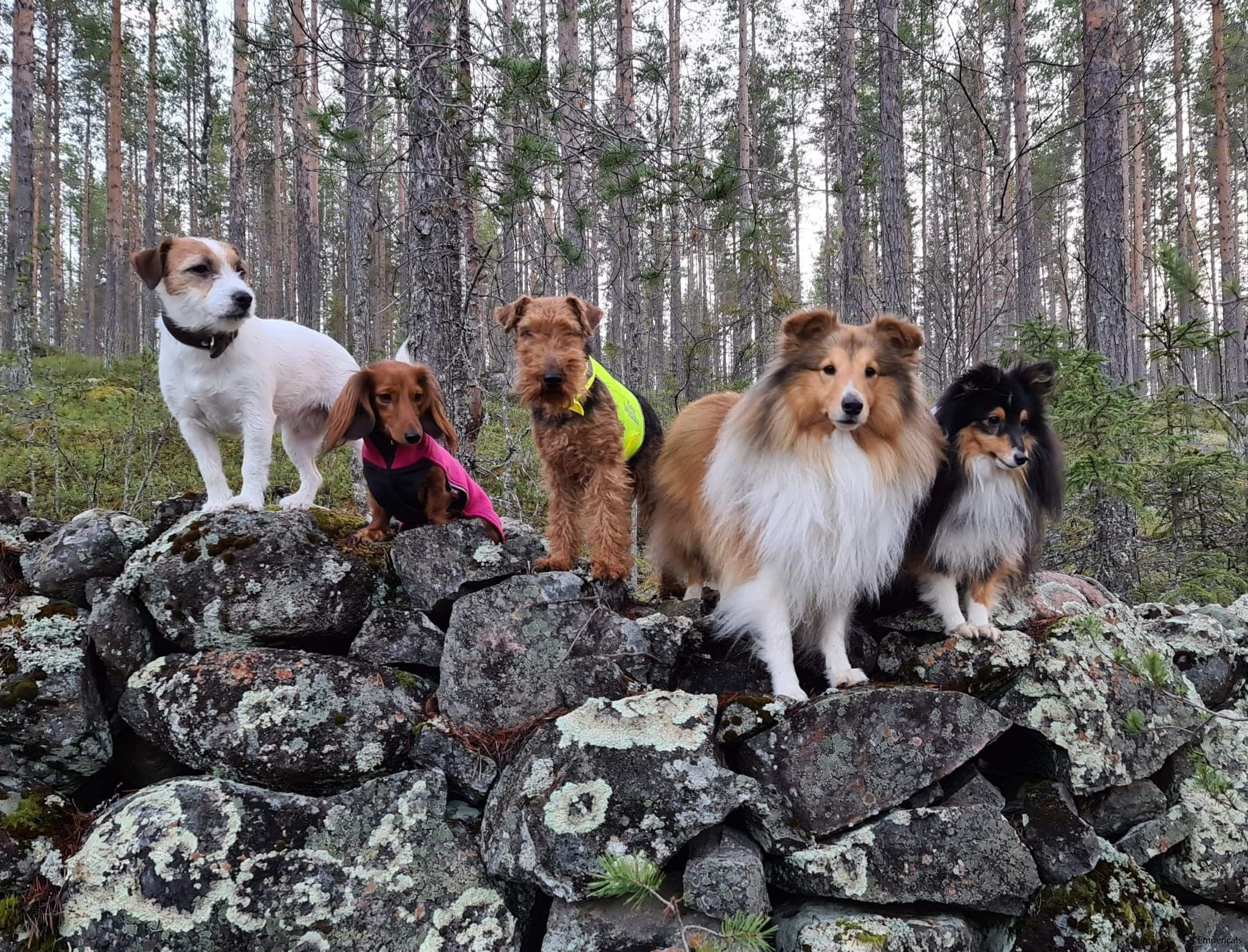 Empericals Ready To Run ''Totte'' med sina hundkompisar. Ägare:Sara Andersson i Älvsbyn.