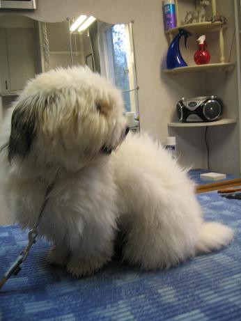 Coton de tulear Före