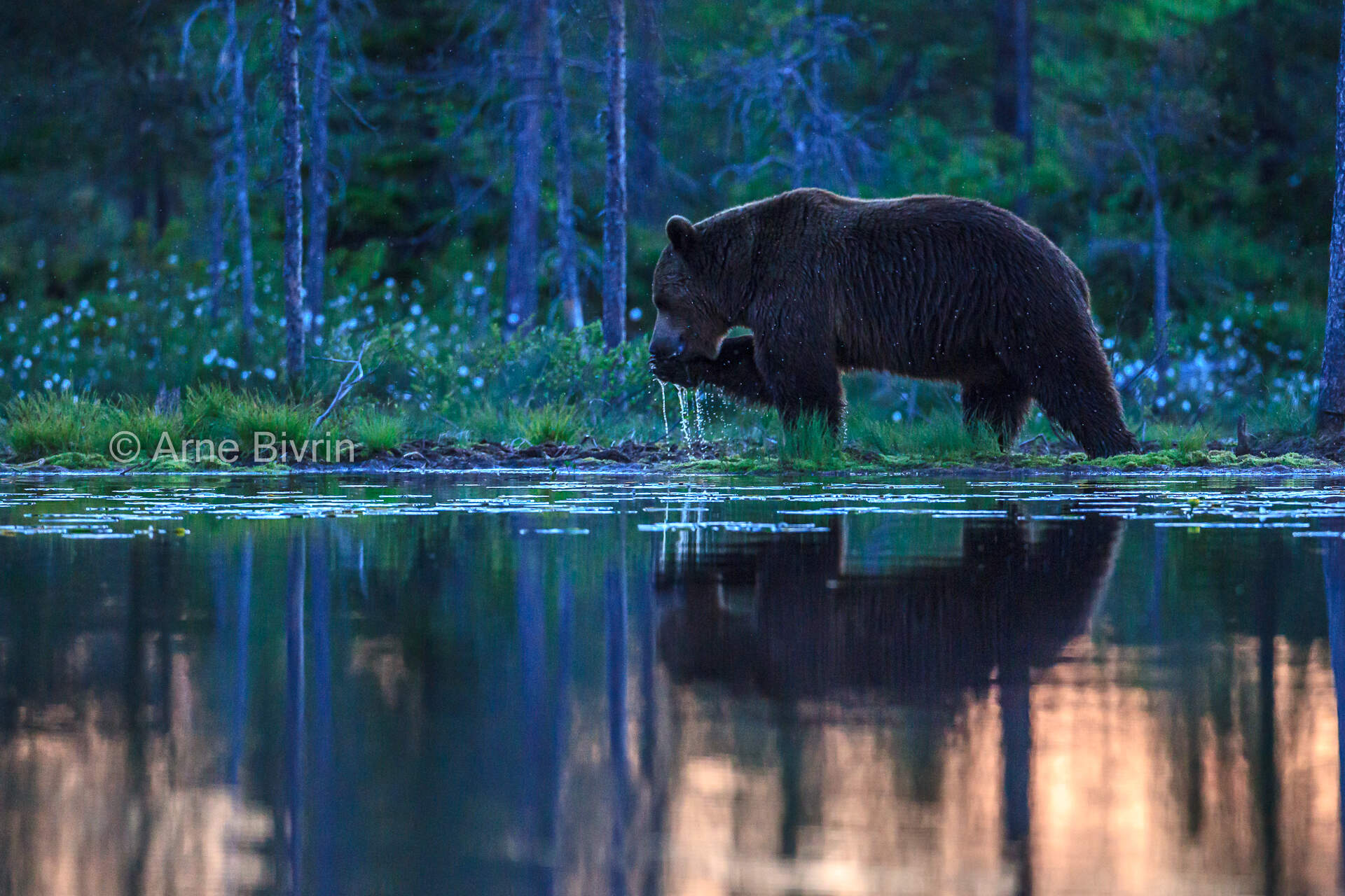 Brunbjörn, Finland Bilden finns att köpa i webbshopen