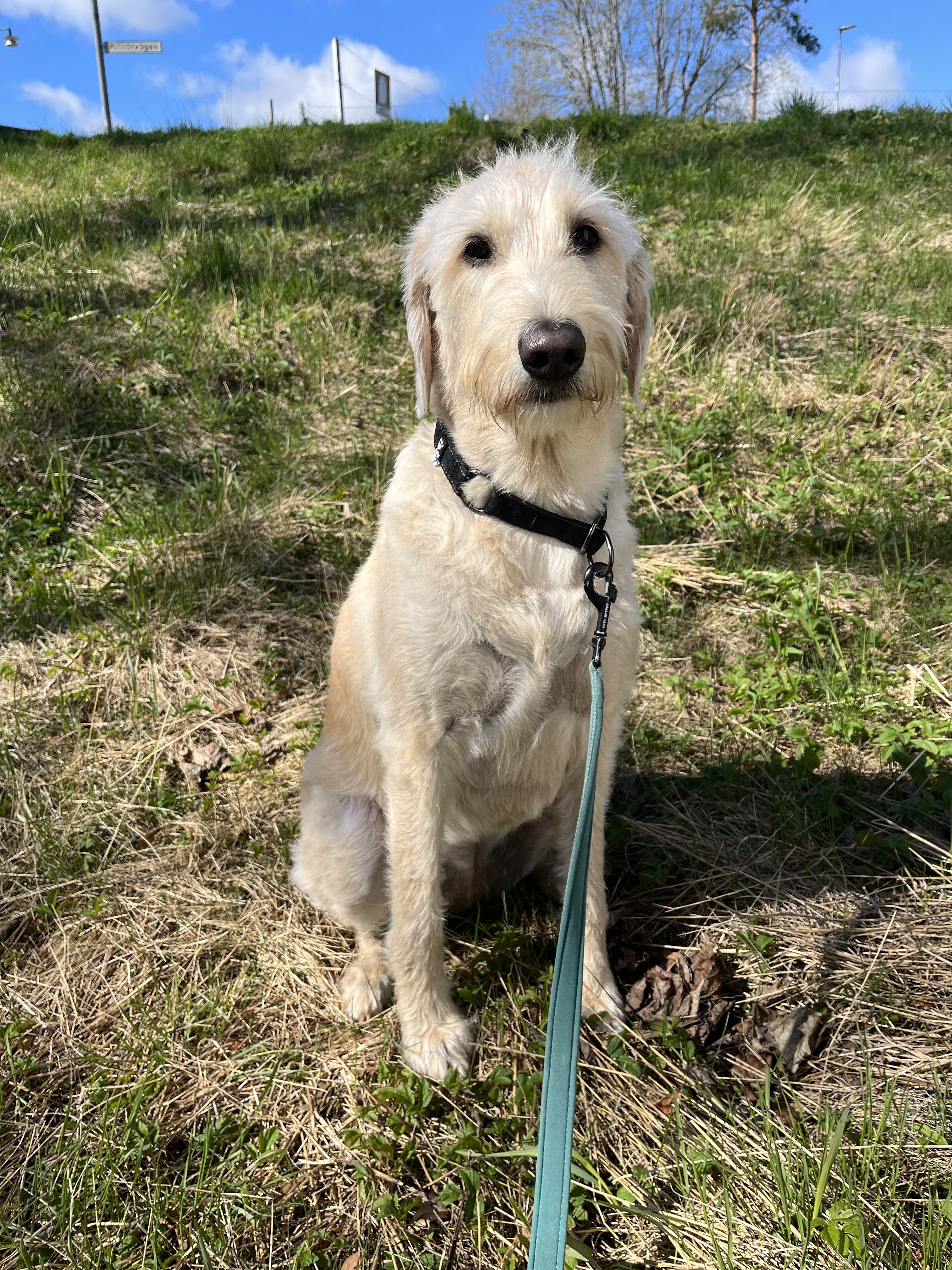 Sally 2021, Labradoodle