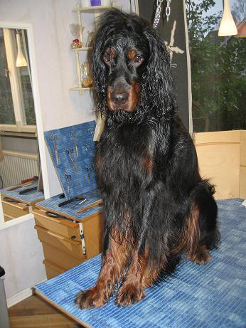 Gordon Setter Före