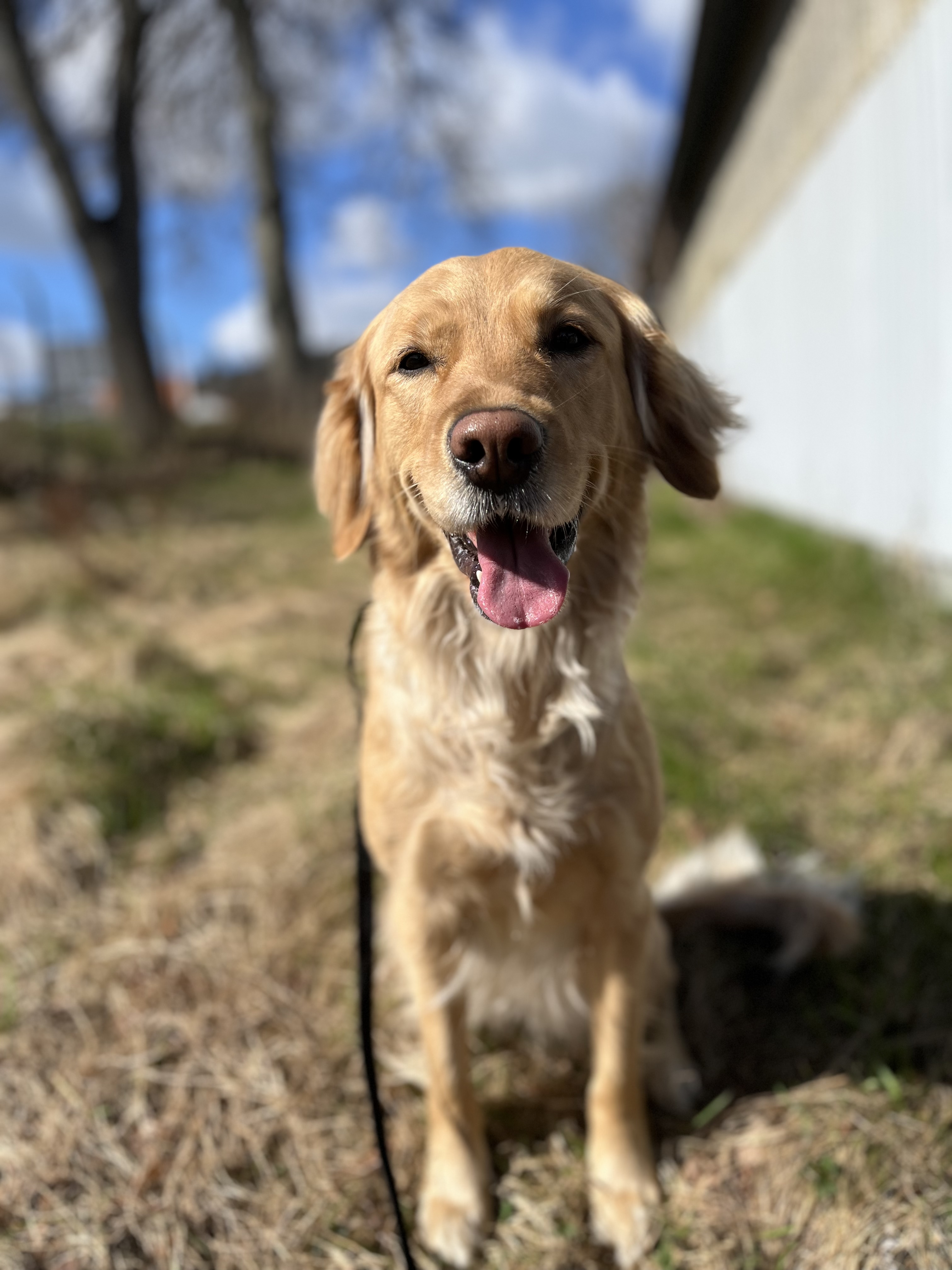 Bella 2020, Golden Retriever/Tollare