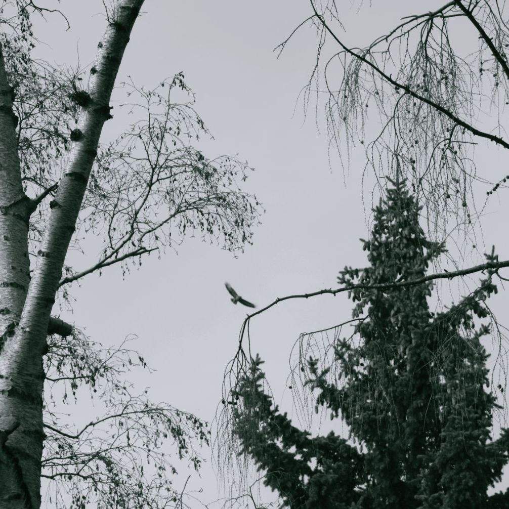 A sublime buzzard (Buteo buteo) in search of food