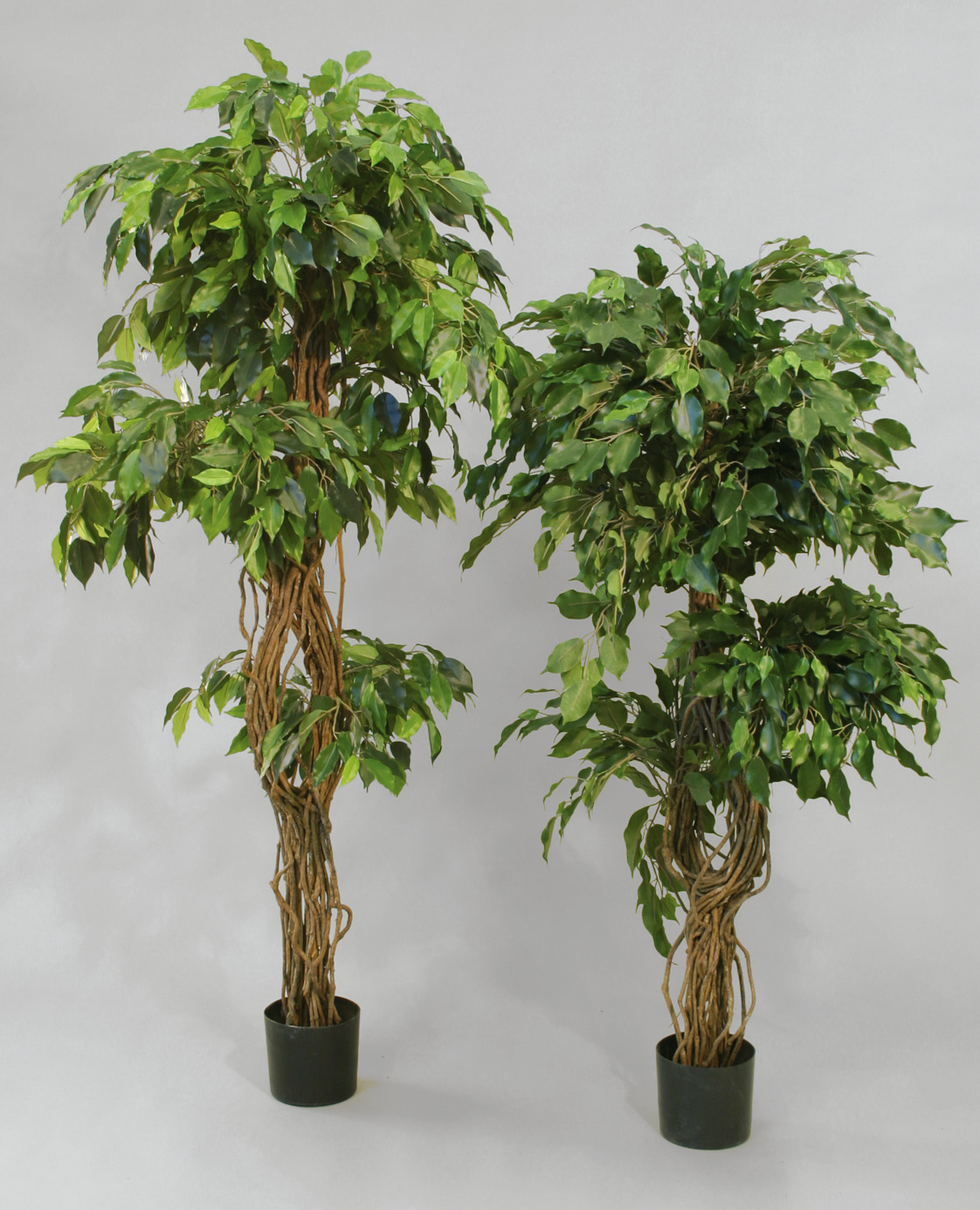 Ficus 2-head tree 170 cm