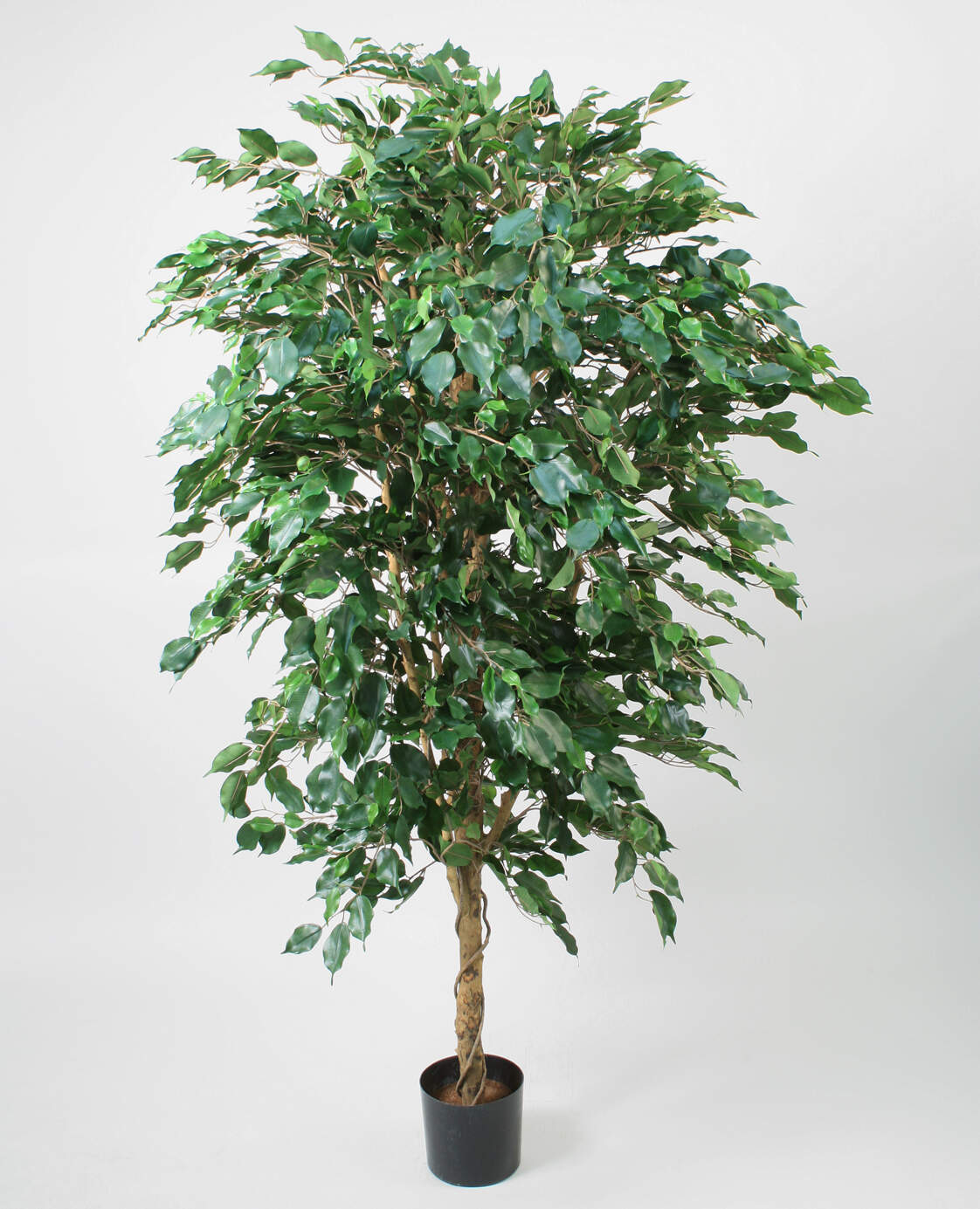 Ficustree 170cm