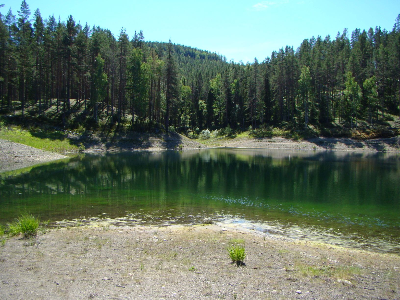 A green lake deep in the forest of pines and spruces.