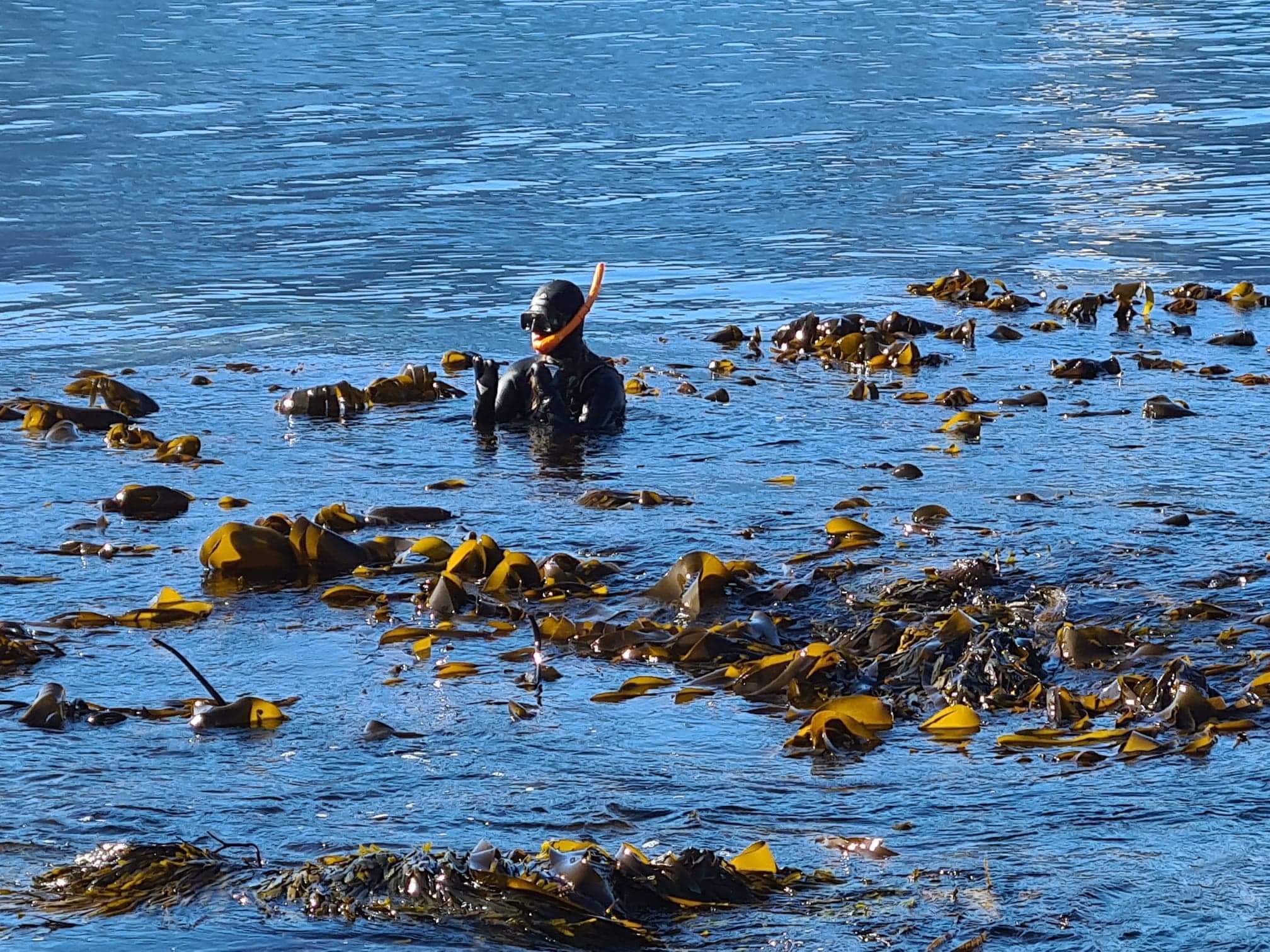 Seaweed journey to Lofoten (in English)