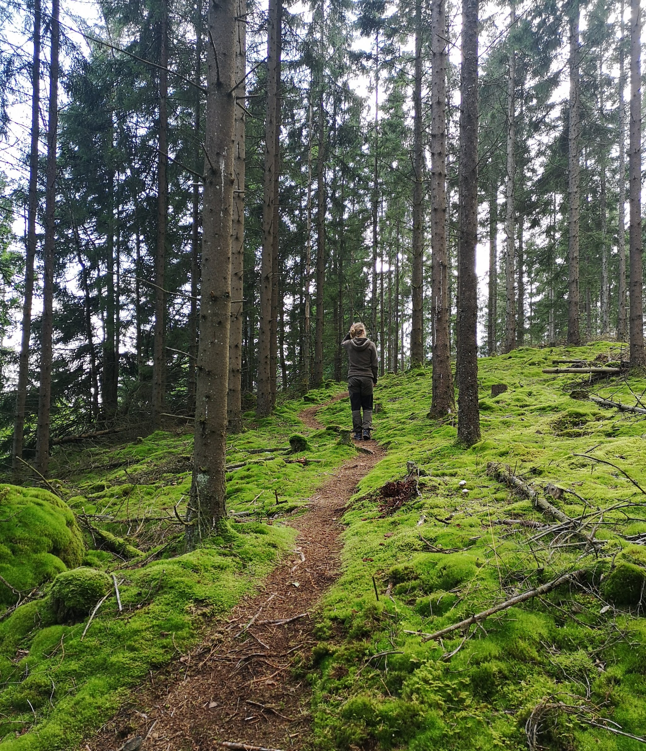 Vykort från Svartedalens naturreservat - en dag i skogen