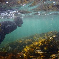 Mindful snorkling