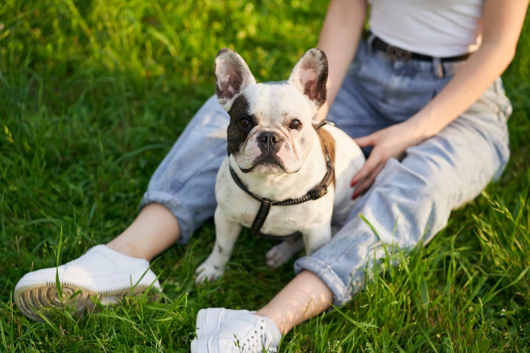 vit Fransk Bulldog sitter mellan benen på sin matte på en gräsmatta