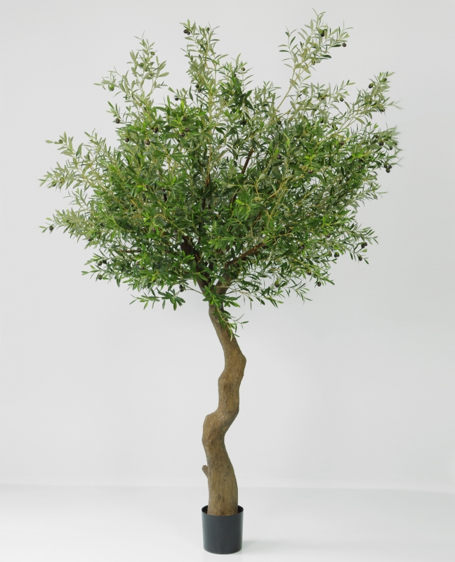 Olivetree 320 cm