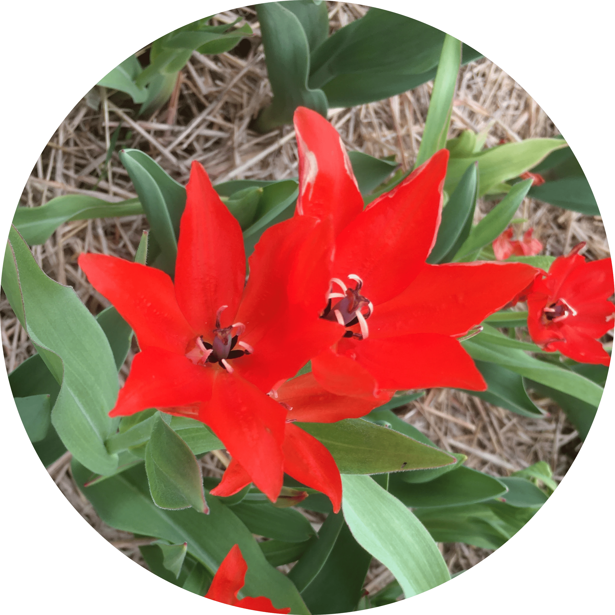 Botanisk tulpan Praestans Bloemenlust, 10 lökar