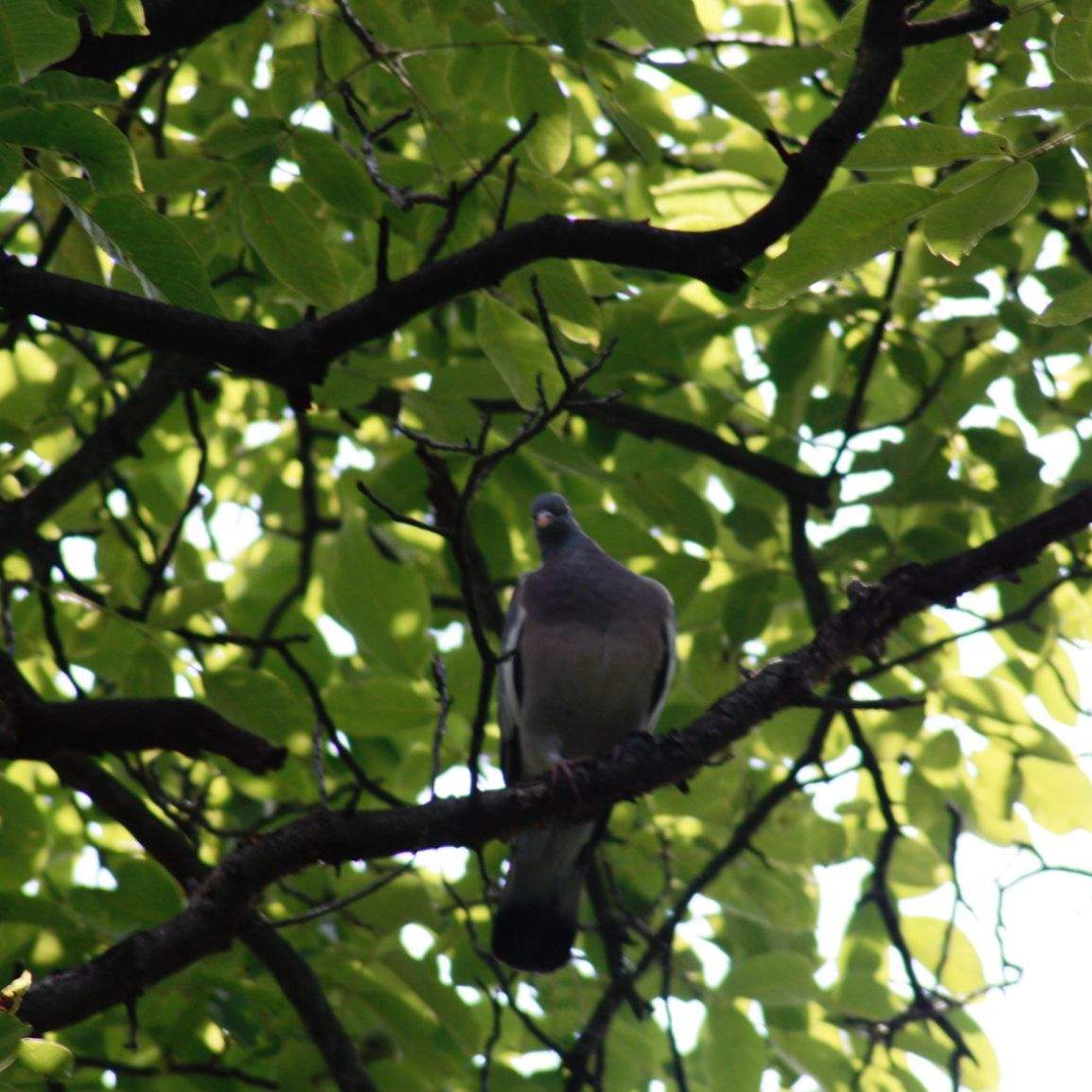 Known by many for its loud, persistent calls - the wood pigeon (Columba palumbus)