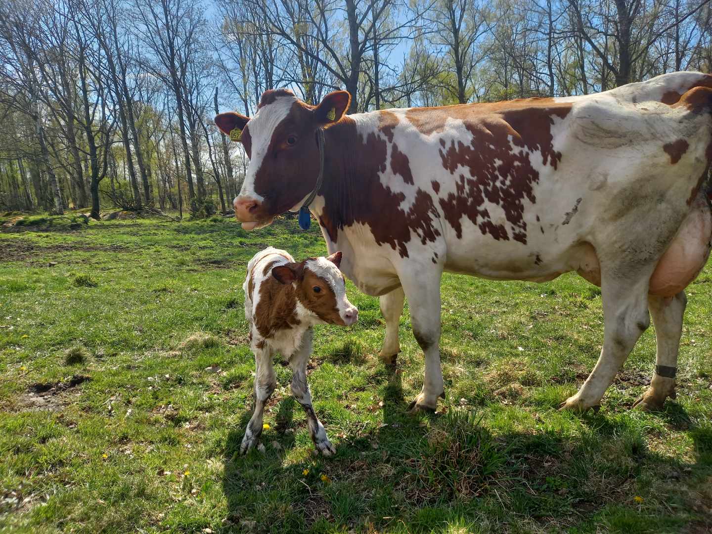 Röd Holstein i naturen!