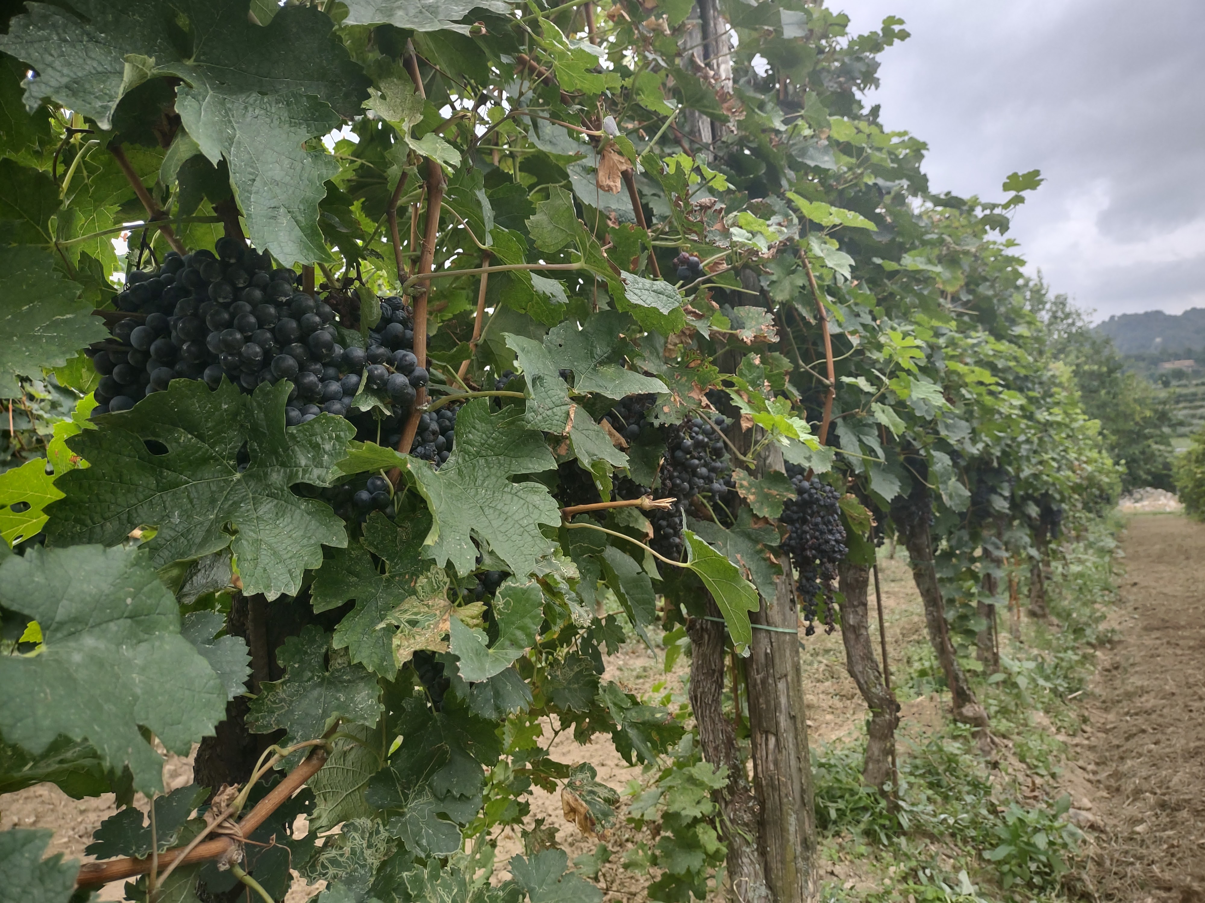 vinrankor på vingårdens marker