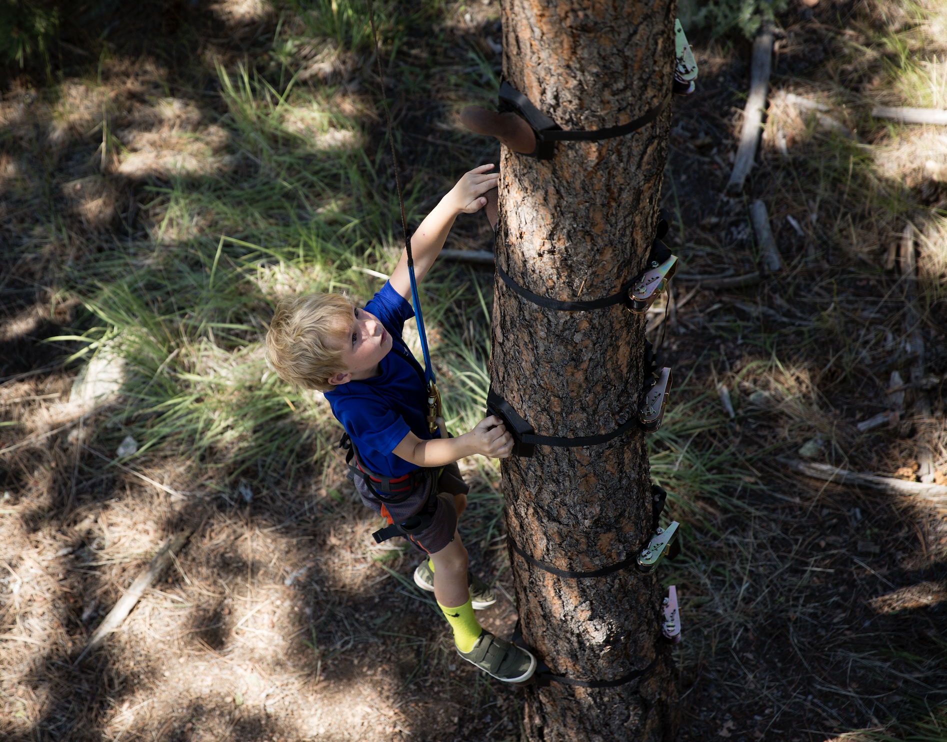 Arboreal Tree Climbing - 6 Meter
