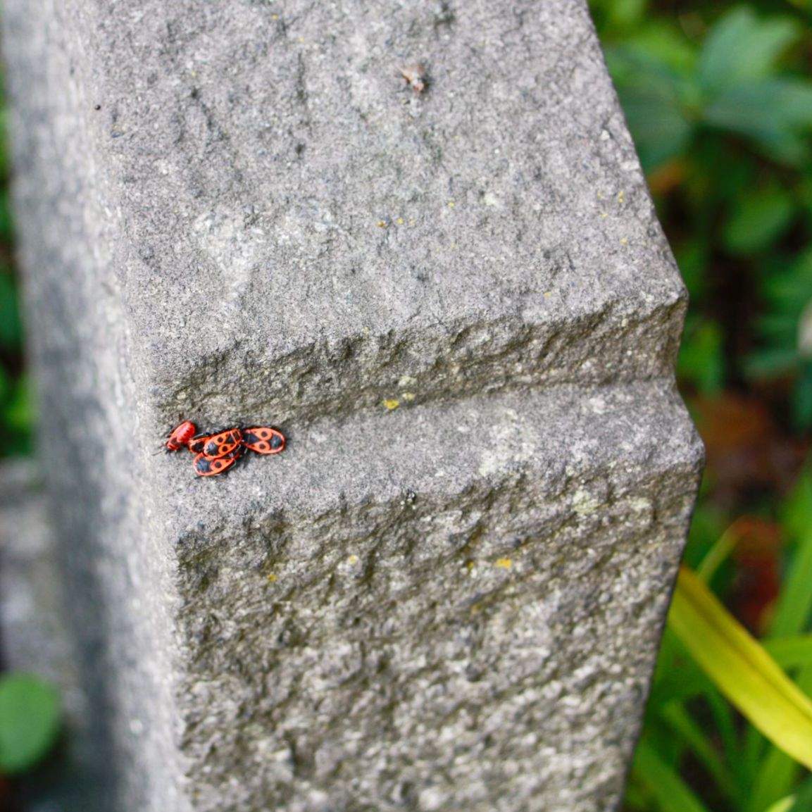 Pyrrhocoris apterus feel very comfortable in the bark of large, old deciduous trees