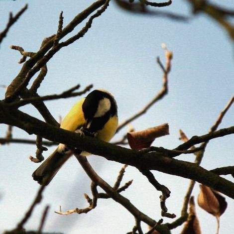 Many species of titmouse can be found in the plant thickets of cemeteries