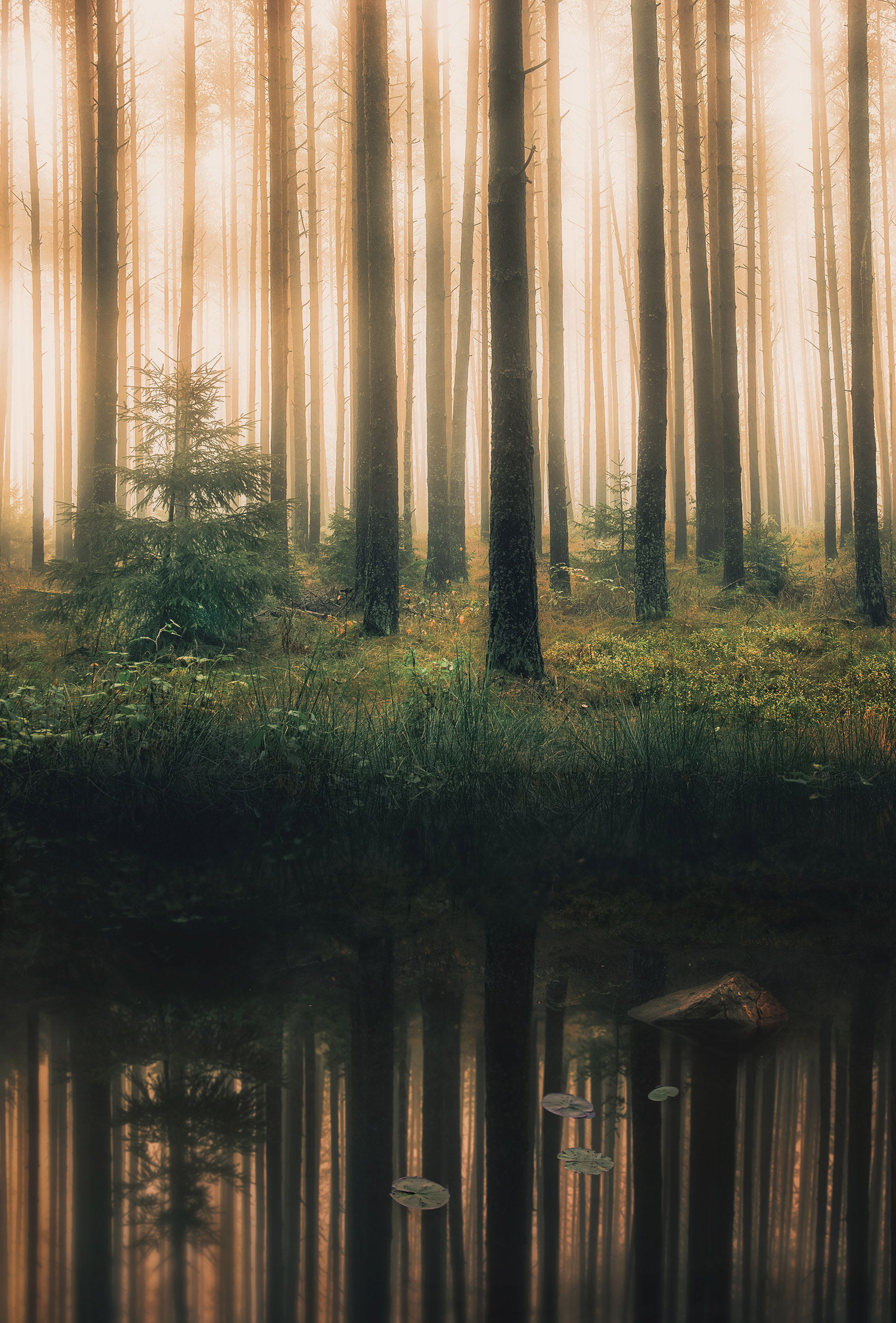Dimmig skog med spegling