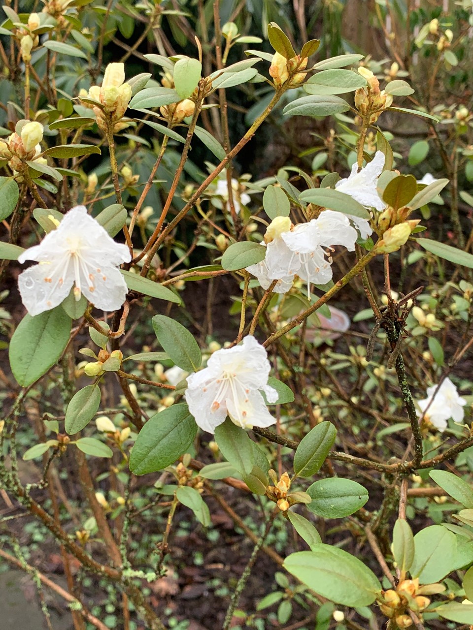 Rhododendron dauricum albidum samlad i Sibirien på Altibergen (Tommy Sjöstrand)