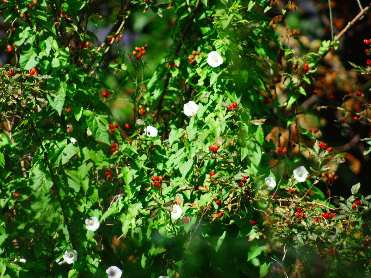 Efeu (Hedera helix) und Ackerwinde (Convolvulus arvensis) auf einem Friedhof Berlins