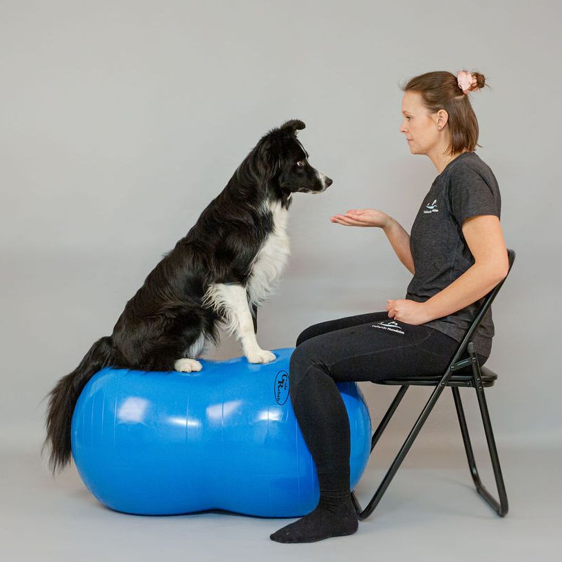Onlinekurs träning med balansboll för hund