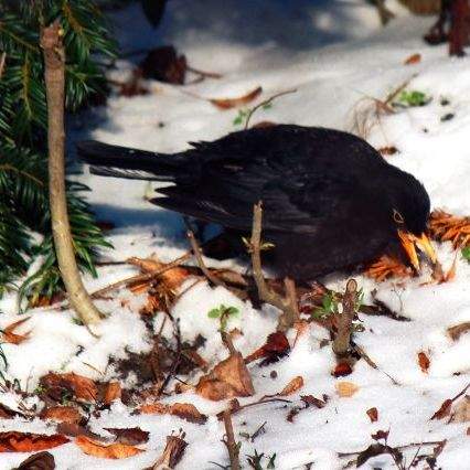 The blackbird finds plenty of food and optimal nesting sites in the undergrowth of cemeteries