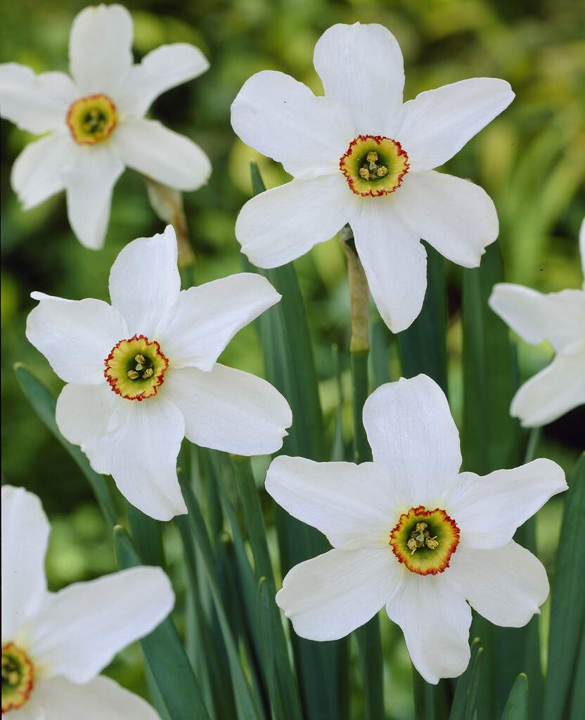Narcissus Poeticus Recurvus, 5 lökar