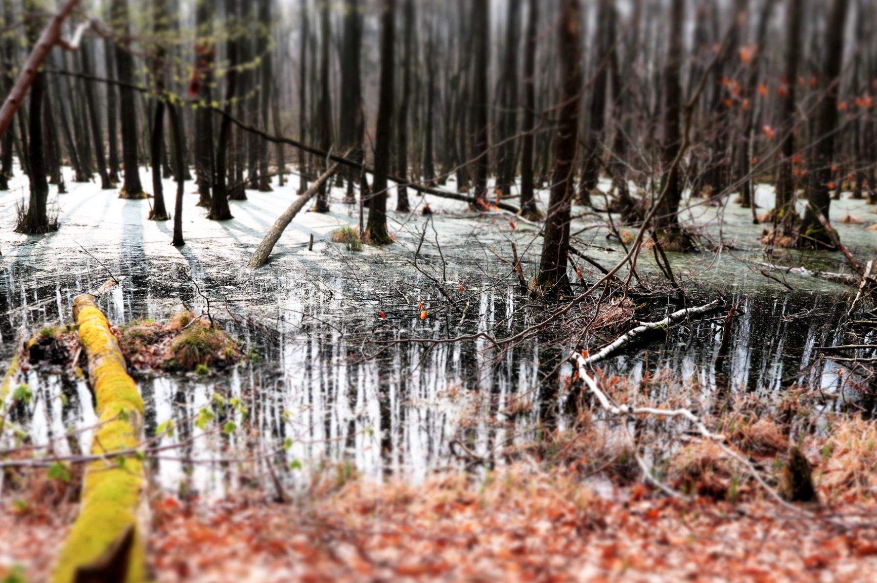 Naturschutzgebiet Plagefenn bei Brodowin © boreal:mind