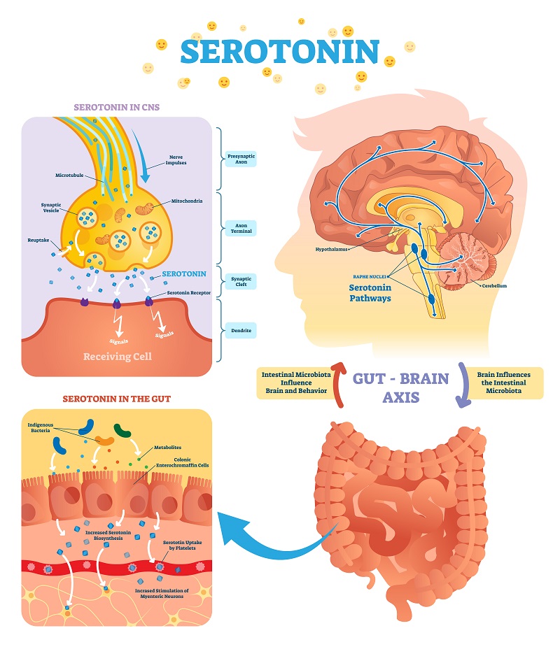 serotonin gut mindrejpg